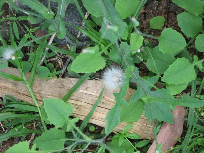 Muyalchevi-Emilia sonchifolia.jpg